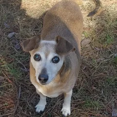 Yogi, the studio dog